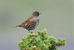 Dunnock